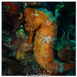 Beautiful orange seahorse by Lindsey Mobley 